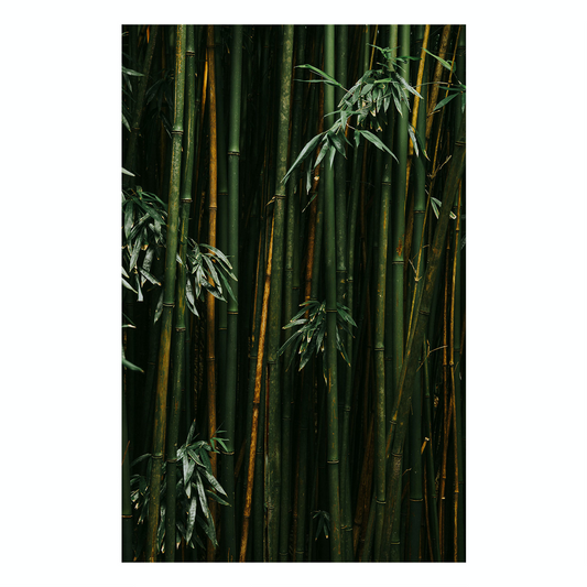 "Bamboo II" Nature Photography Print