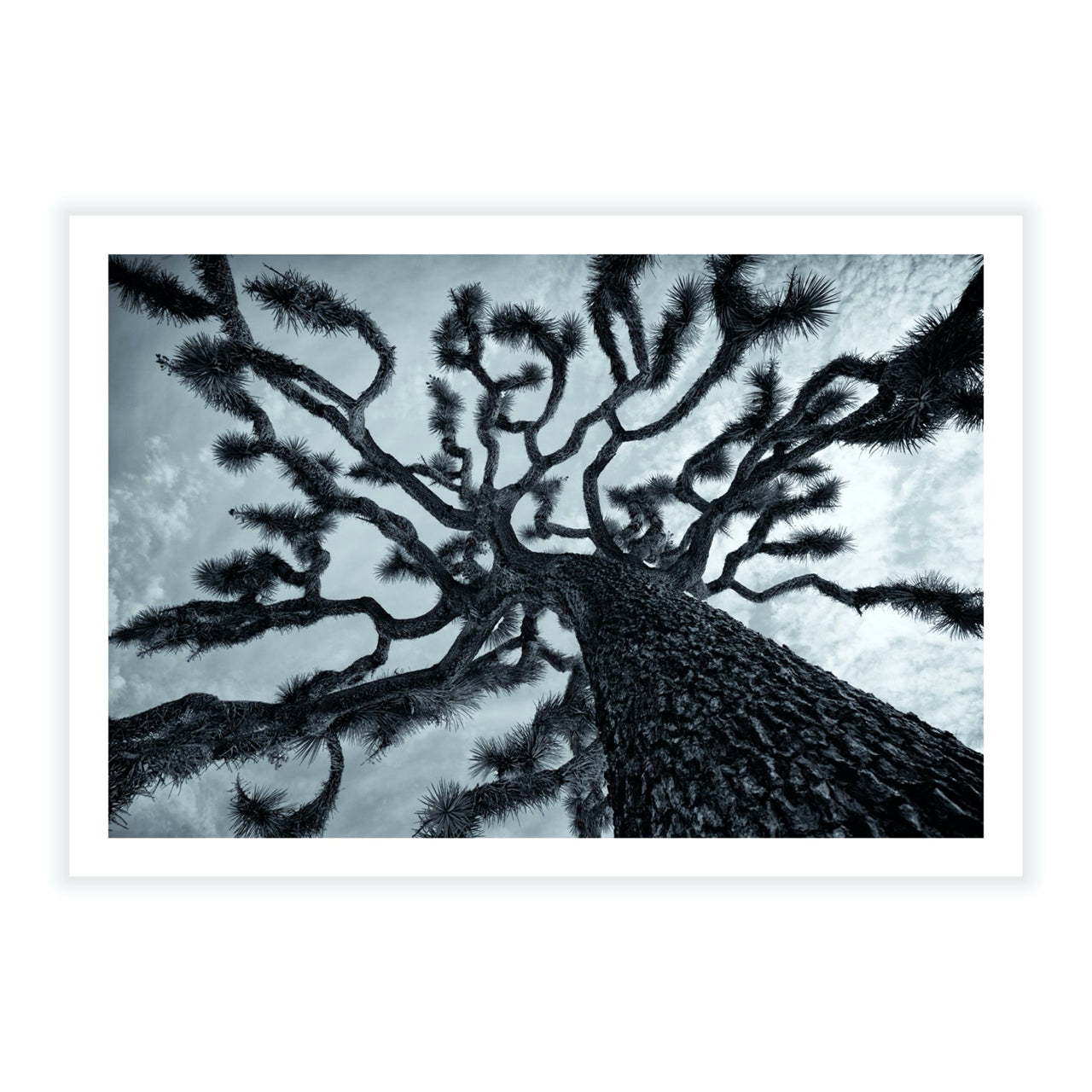 Joshua's Reach - Fine Art Print