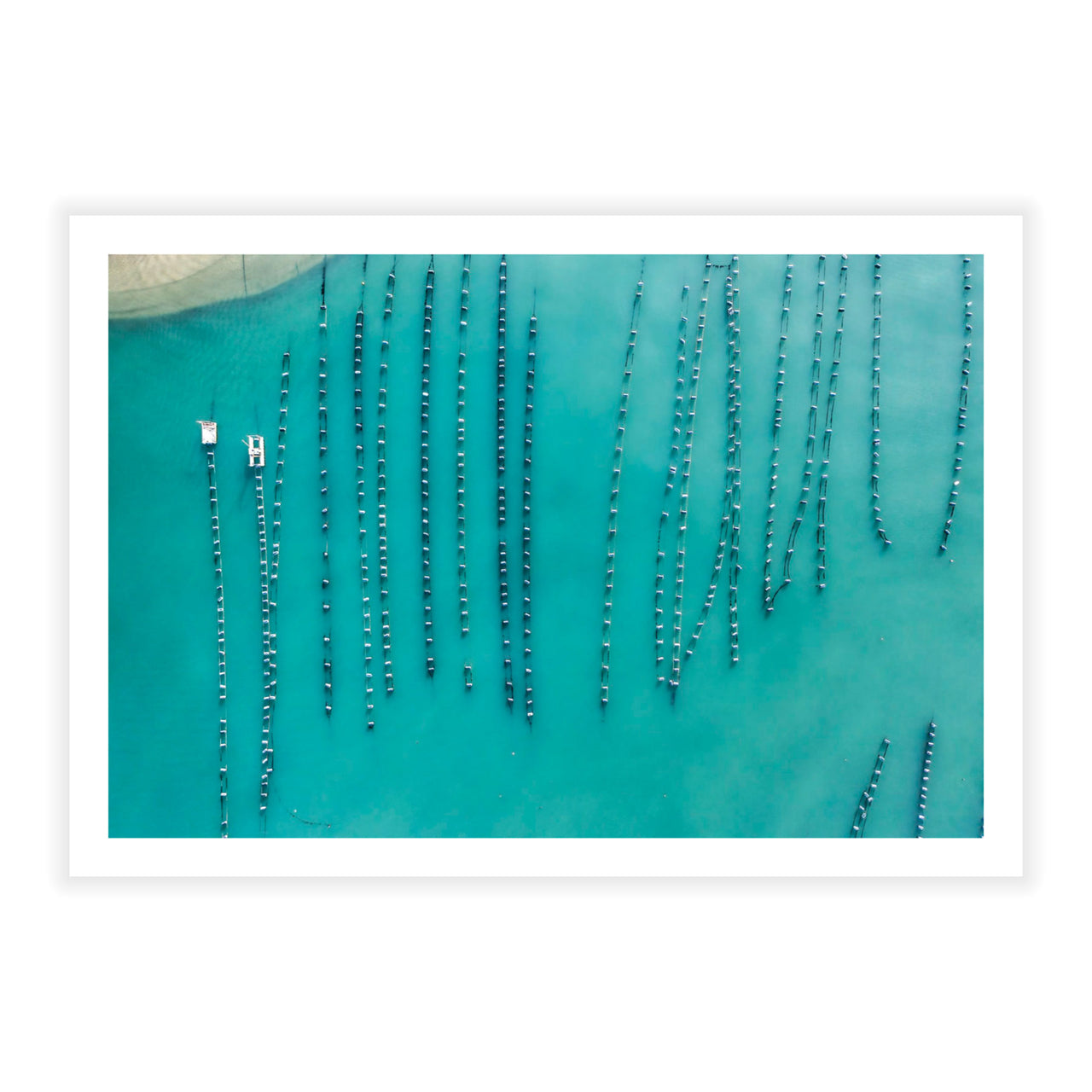 Oyster Beads - Fine Art Print