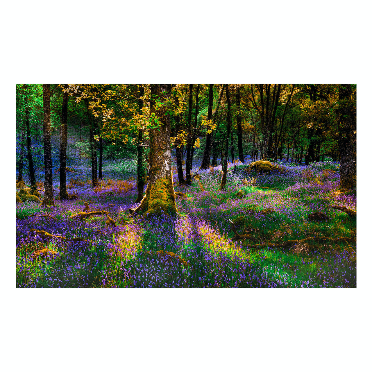 "Rhapsody in Color" Nature Photography Print