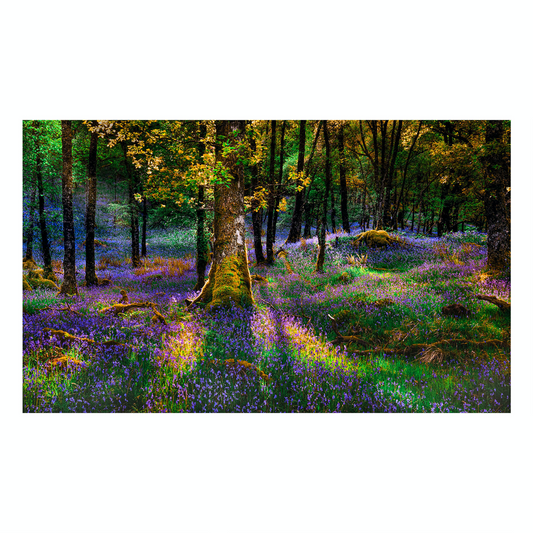 "Rhapsody in Color" Nature Photography Print