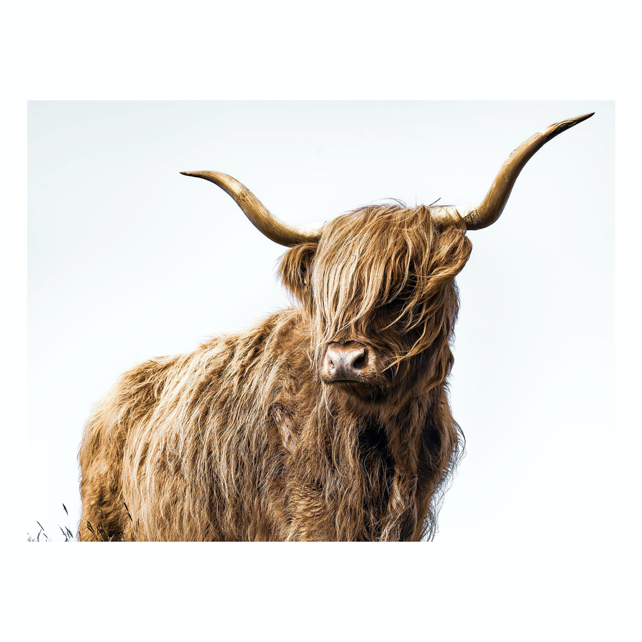 "Highlander" Highland Cow Wall Art