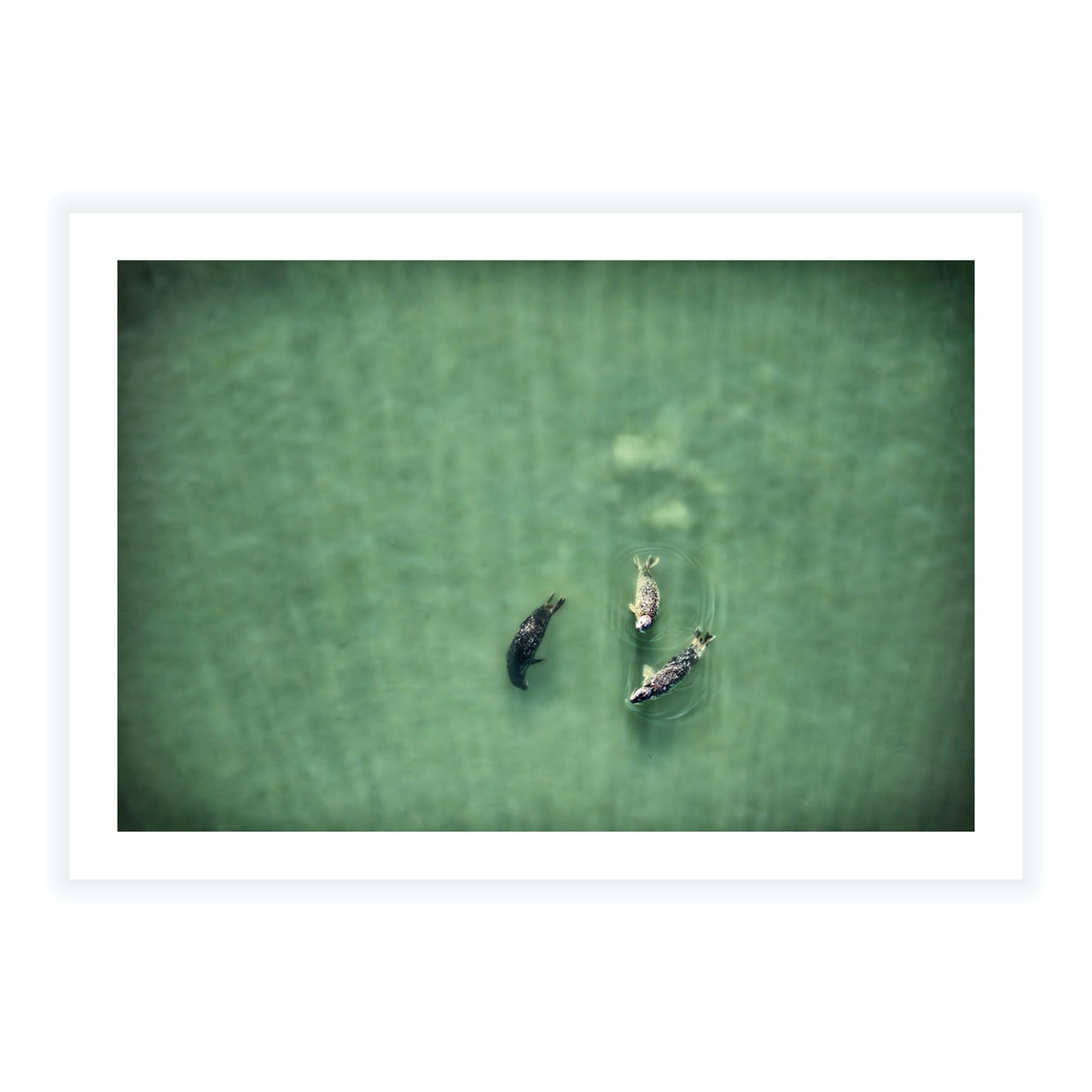 Water Ballet - Fine Art Print