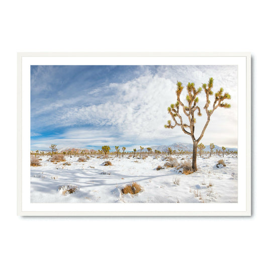 Winter's Joshua - Fine Art Print
