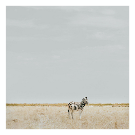 "Zebra" Safari Fine Art Photography