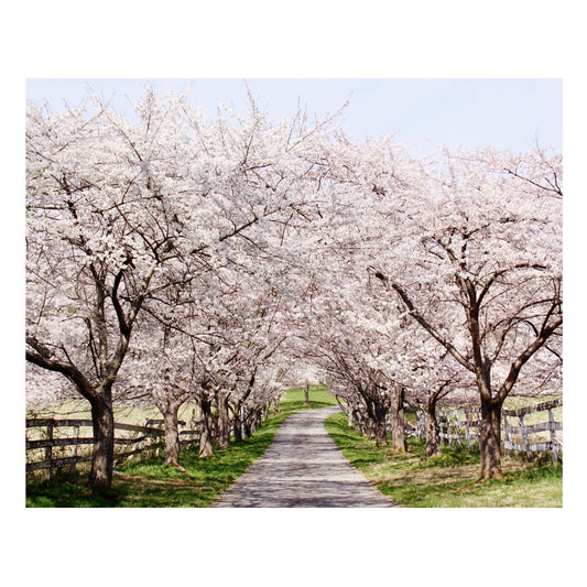 "Cherry Blossom Lane" Nature Wall Art