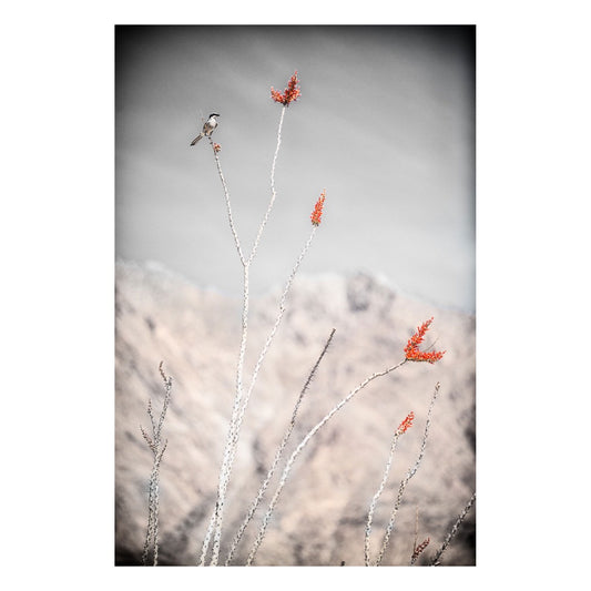 Fine Art Prints - Loggerhead Shrike