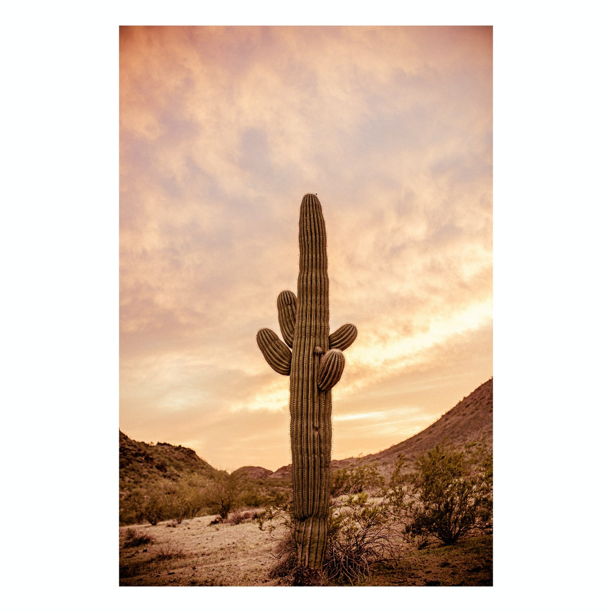 Fine Art Prints - "Lonely Cactus Of Route 10" | Nature Photography Prints