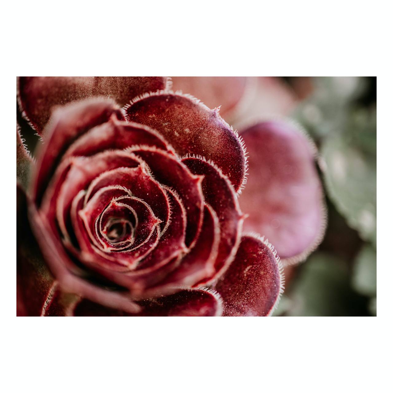 succulent photography wall art The Red Succulent" Nature Wall Art – MK Envision Galleries