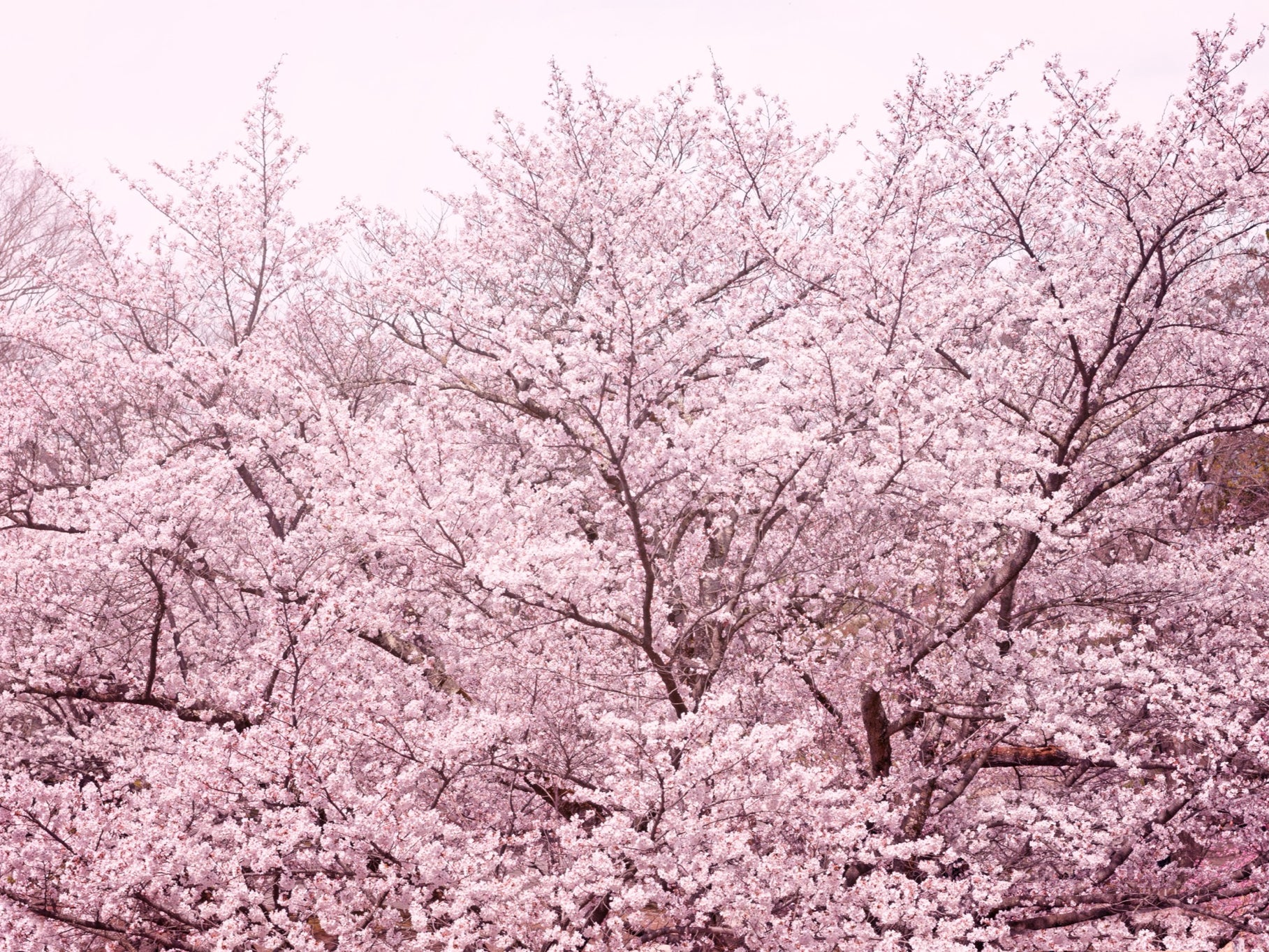 "Think Pink" Fine Art Prints