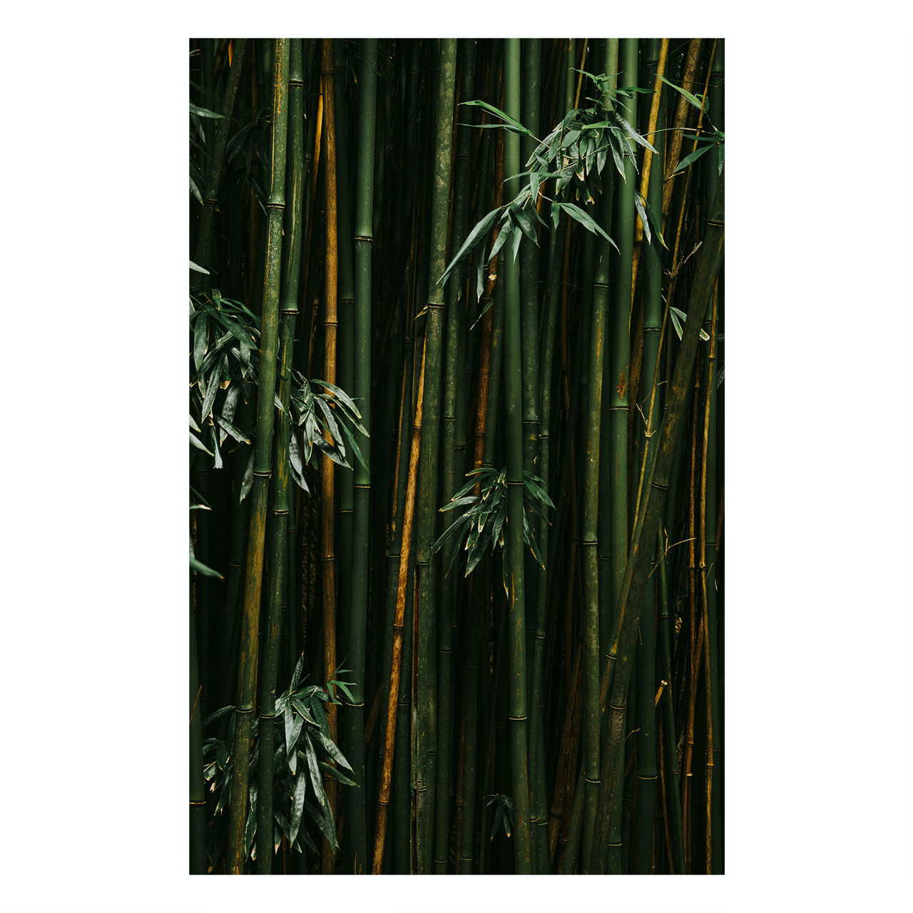 "Bamboo II" Nature Photography Print