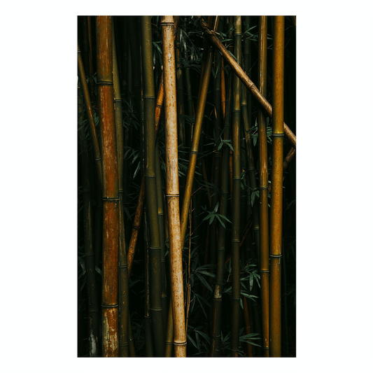 "Bamboo III" Nature Photography Print