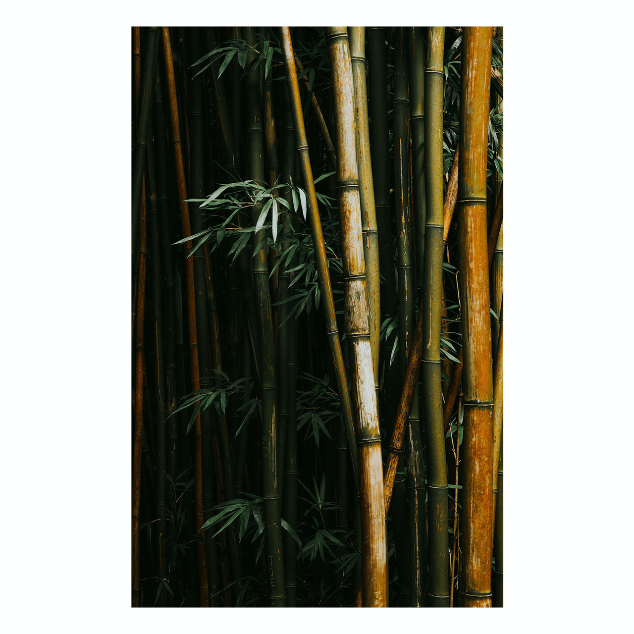"Bamboo IIII" Nature Photography Print