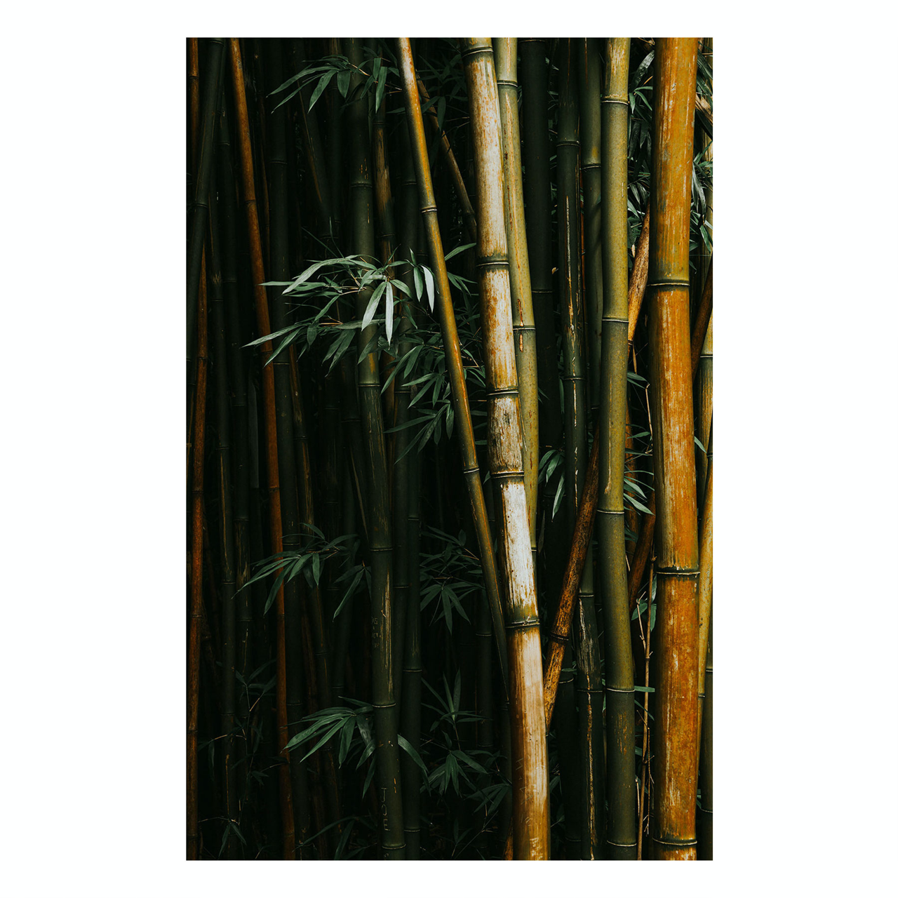 "Bamboo IIII" | Nature Photography Print
