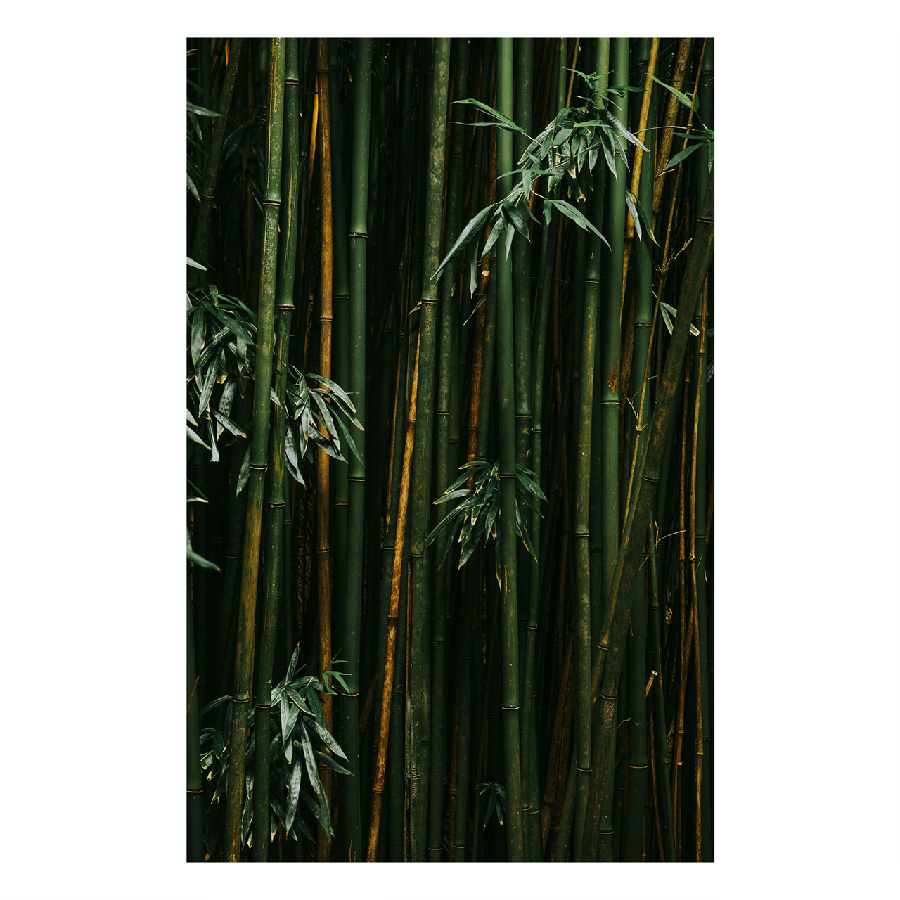 "Bamboo II" | Nature Photography Print