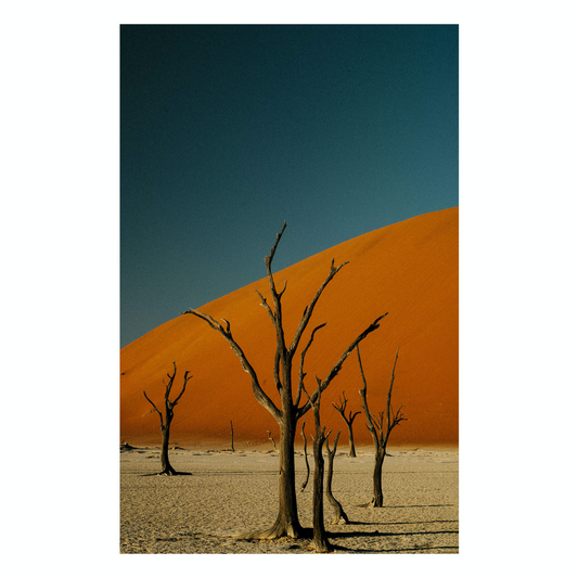 "Deadvlei" Desert Fine Art Photography