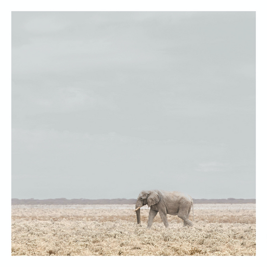 "Elephant" Safari Fine Art Photography