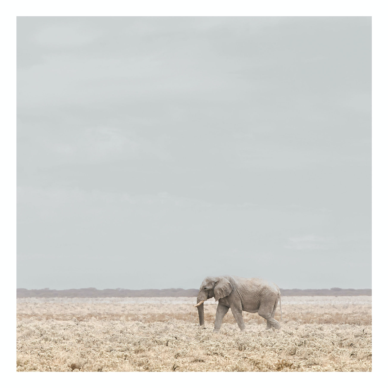 "Elephant" | Wildlife Photography Print