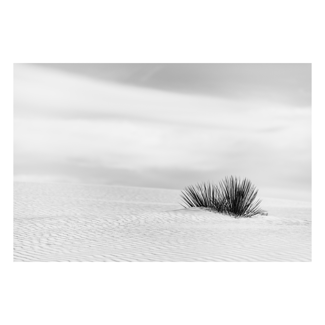 "Still Standing" | Desert Photography Print