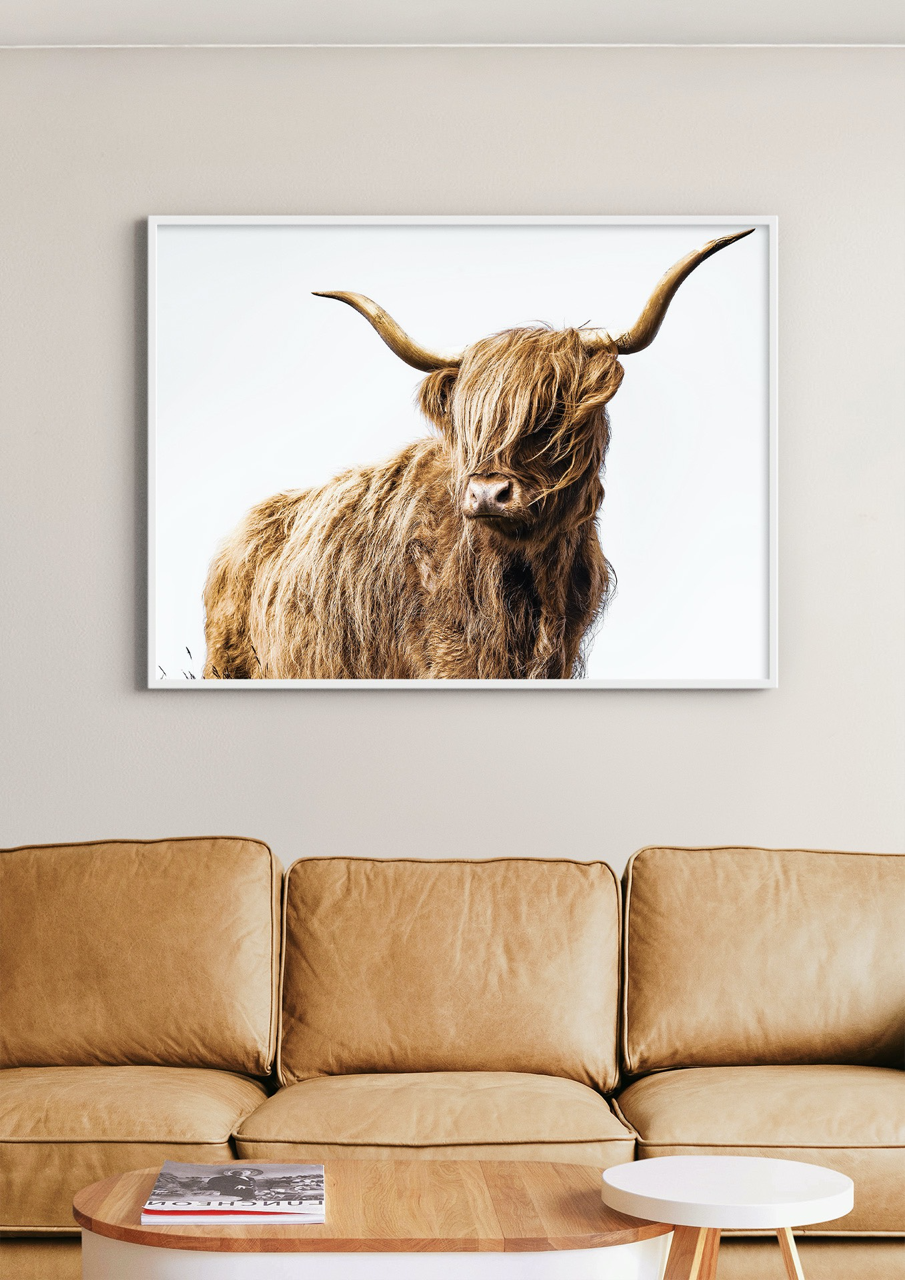 "Highlander" | Highland Cow Photography Print