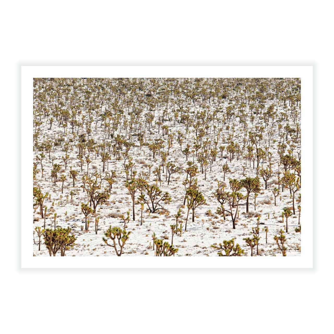 Winter Wonderland - Fine Art Print