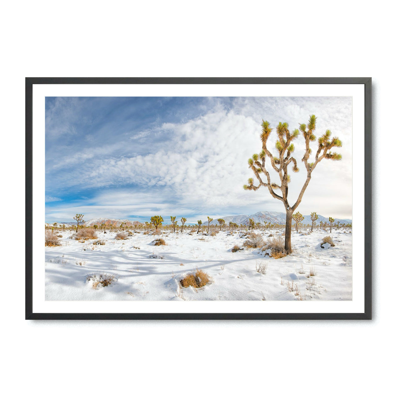 Winter's Joshua - Fine Art Print