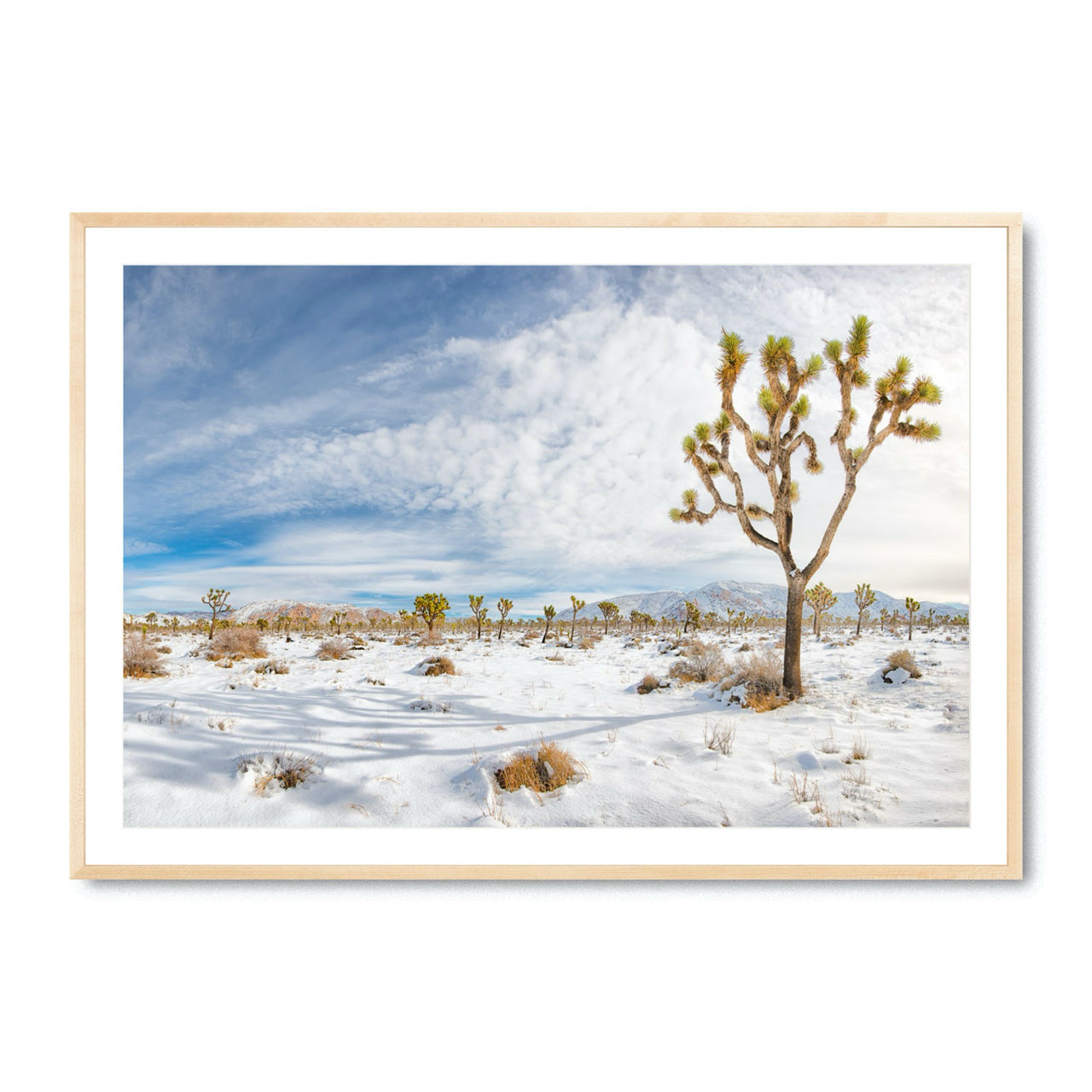 Winter's Joshua - Fine Art Print