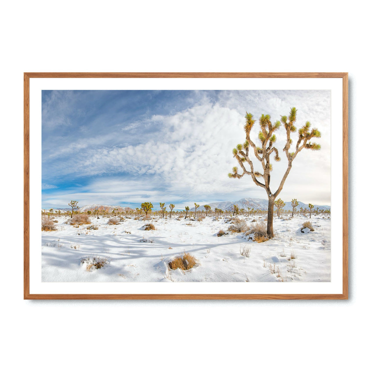 Winter's Joshua - Fine Art Print