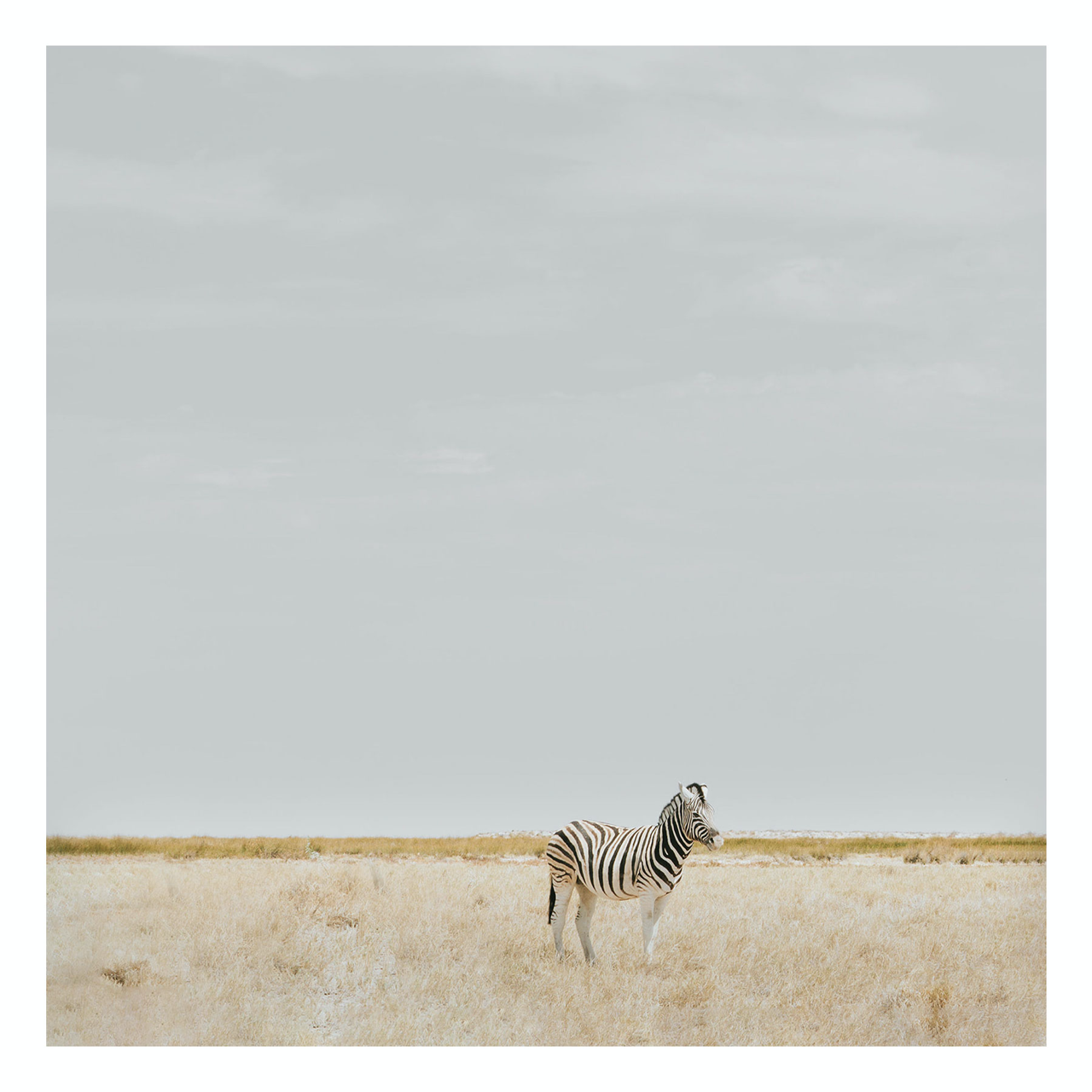 "Zebra" | Wildlife Photography Print