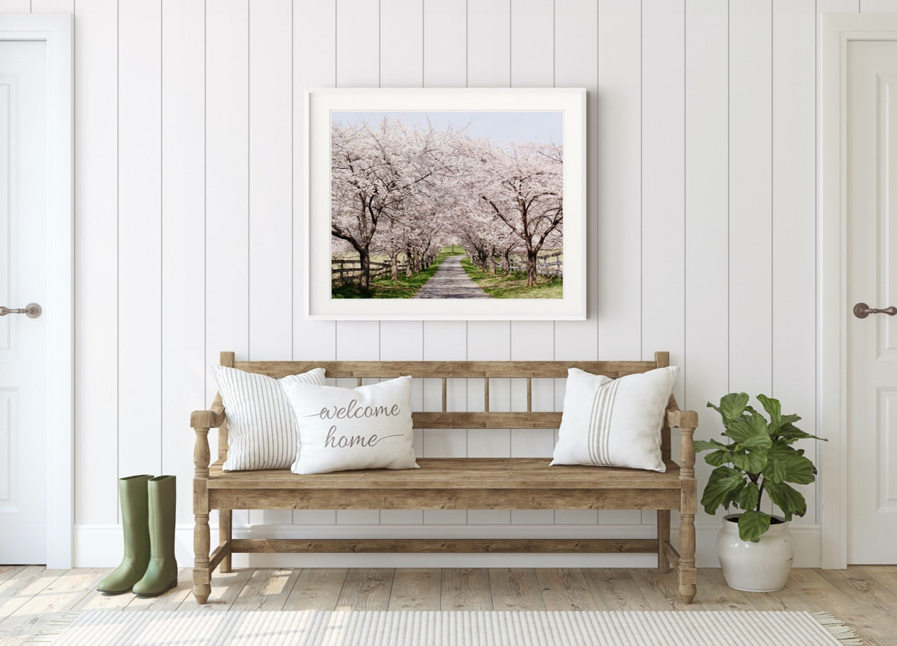 "Cherry Blossom Lane" | Nature Photography Print