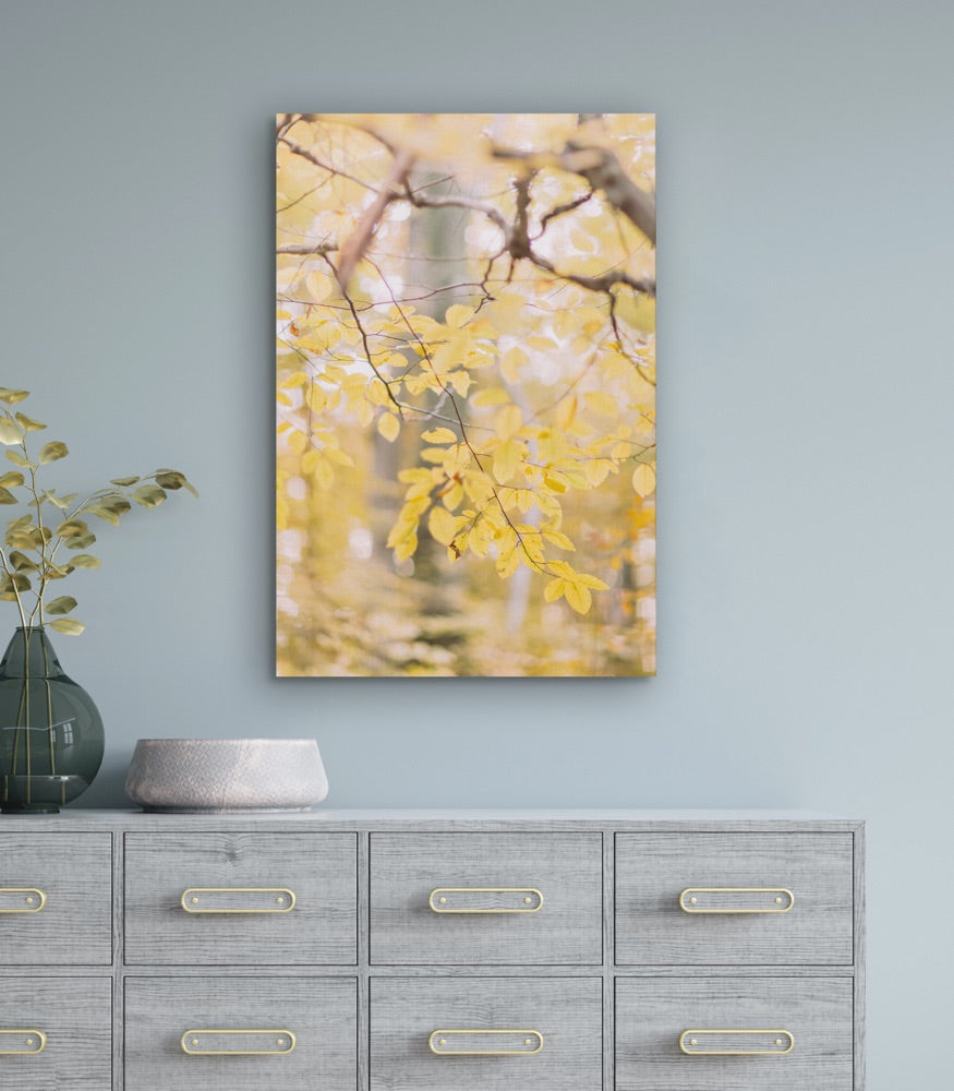 "Golden Grace" | Nature Photography Print