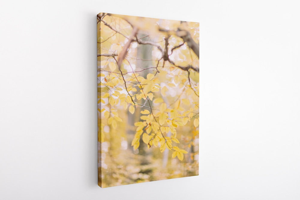 "Golden Grace" | Nature Photography Print