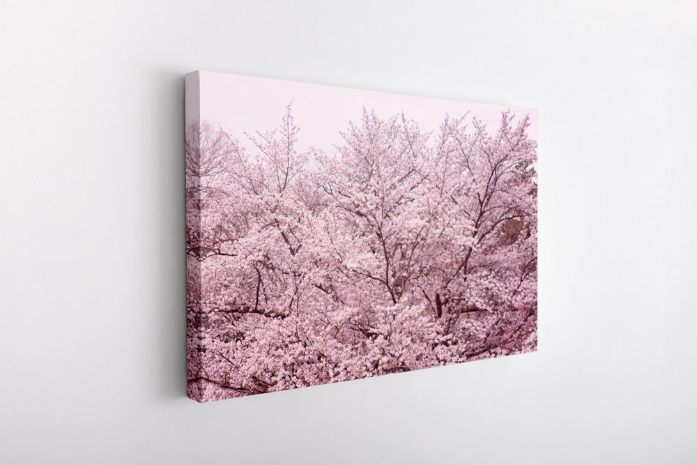 "Pretty in Pink" | Nature Photography Print