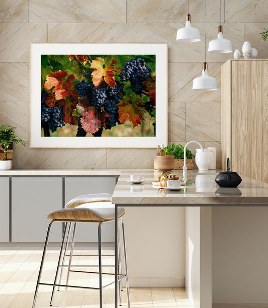 "Sangiovese" | Vineyard Photography Print