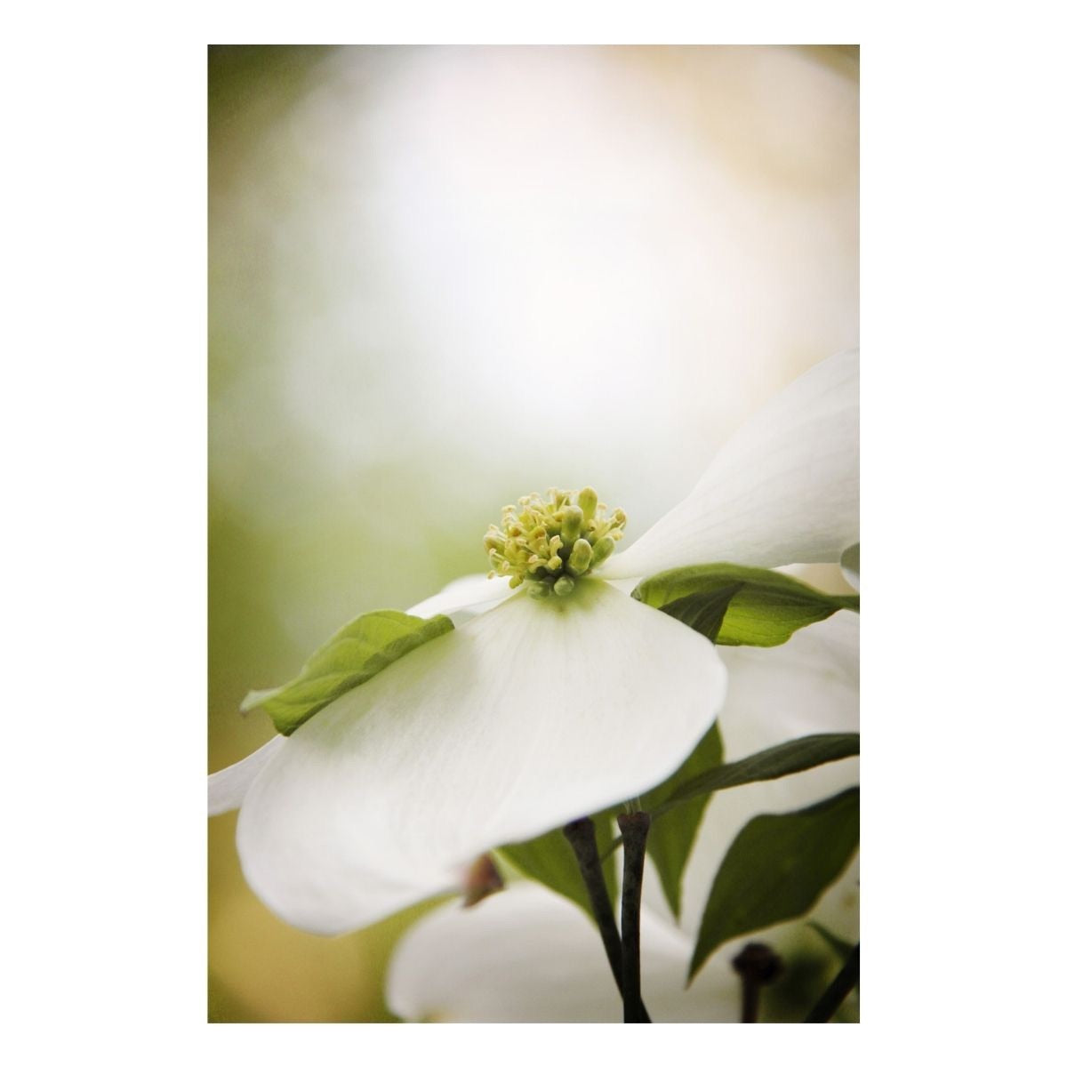 "White Flower" Nature Wall Art