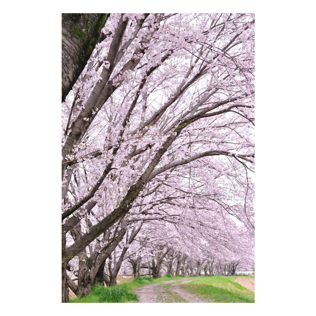 Fine Art Prints - "A Path To Remember" | Nature Landscape Photography