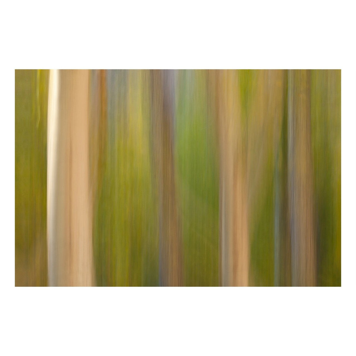 Fine Art Prints - "A Walk In The Woods" | Abstract Landscape Photography