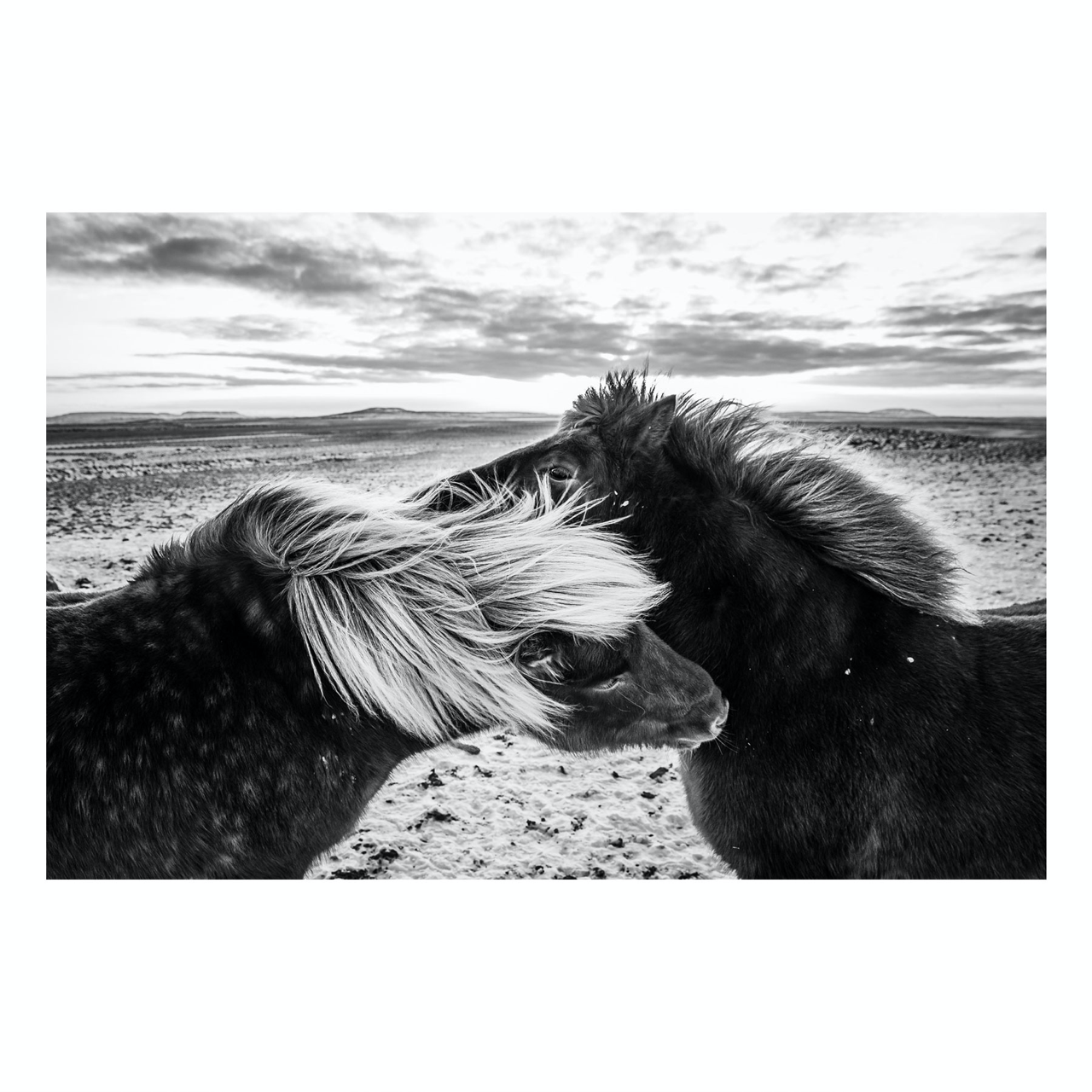 Black And White Horse Photography Prints black-and-white-horse-photography-prints