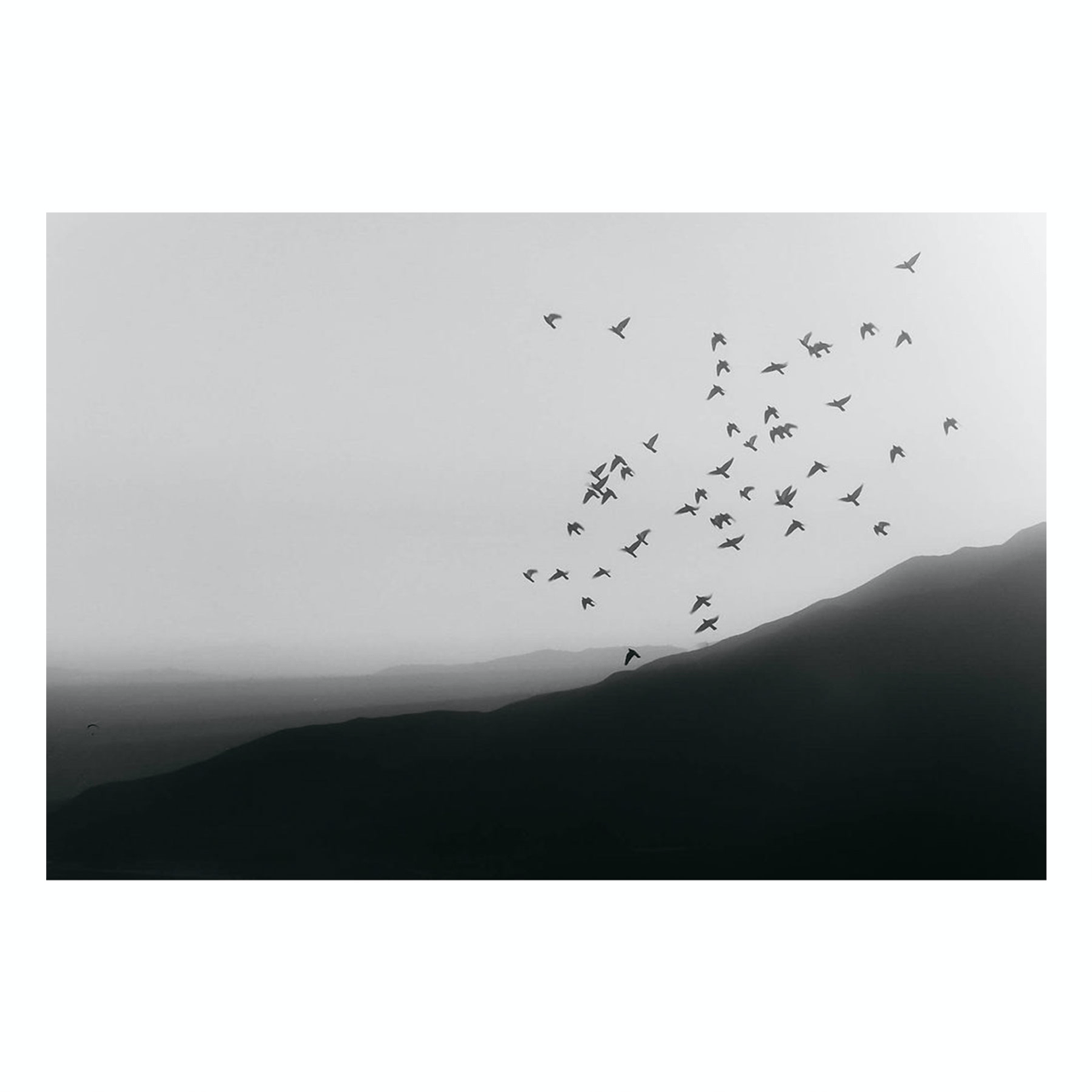Fine Art Prints - "Arrowhead Birds" | Black And White Birds Photograph
