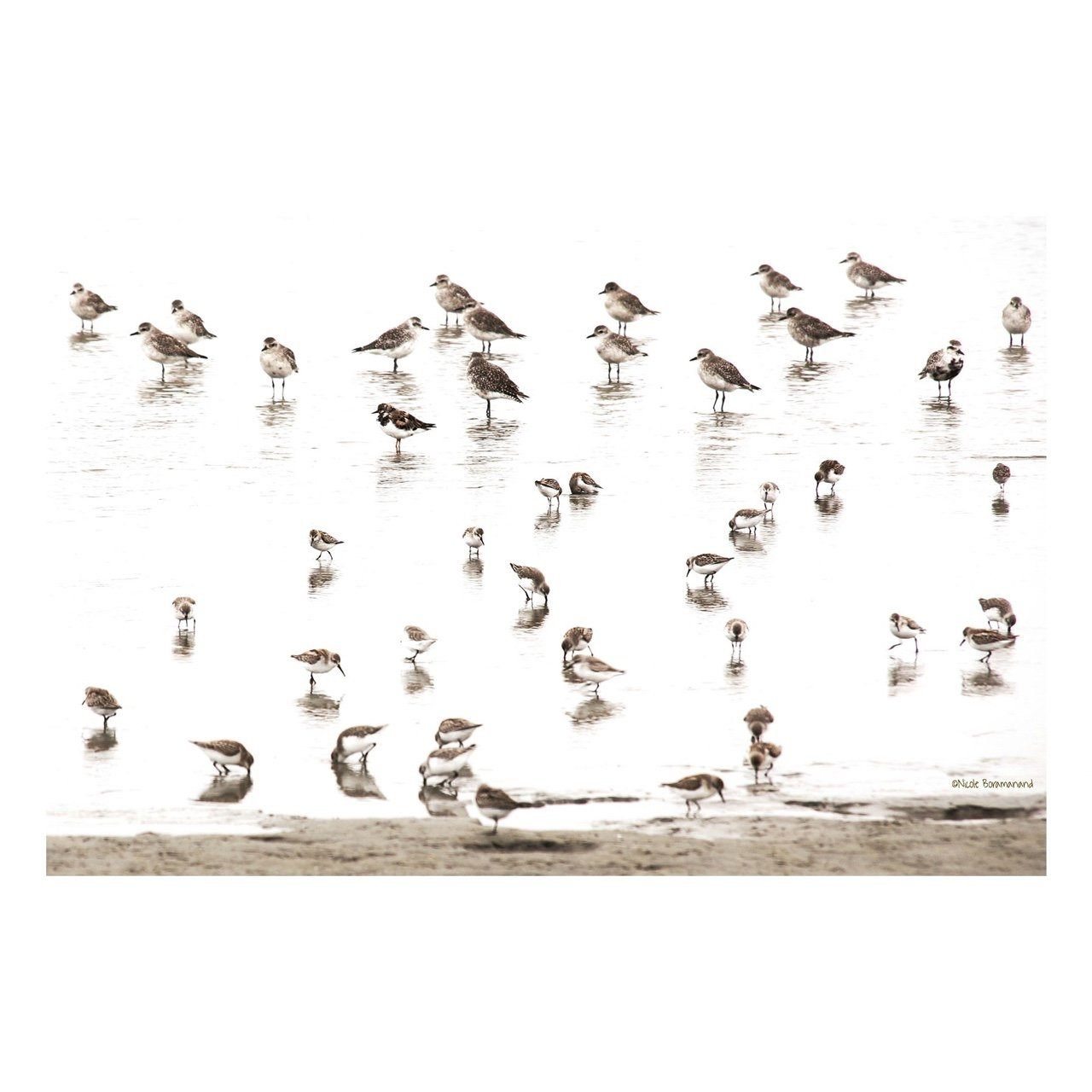 Fine Art Prints - "Buffet" | Beachradish Farewell Sale