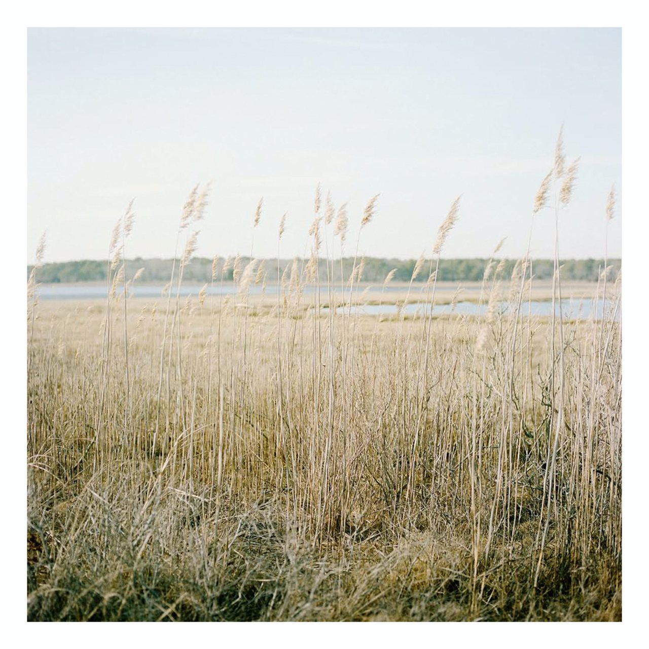 Fine Art Prints - "Cape Cod Reeds" | Coastal Photography Prints