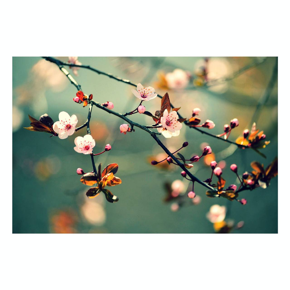 Fine Art Prints - "Cherry Blossoms" | Nature Landscape Photography