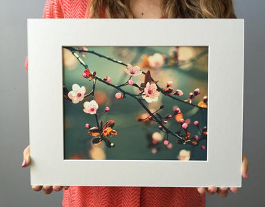 Fine Art Prints - "Cherry Blossoms" | Nature Landscape Photography