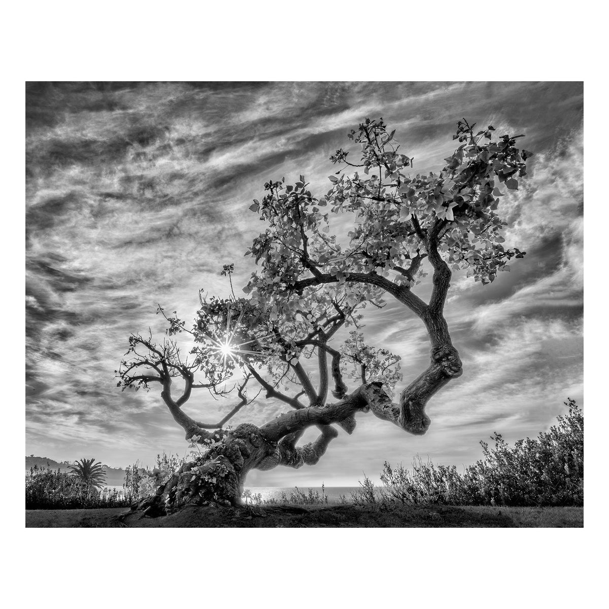 Fine Art Prints - "Coral Tree" | Nature Landscape Photography