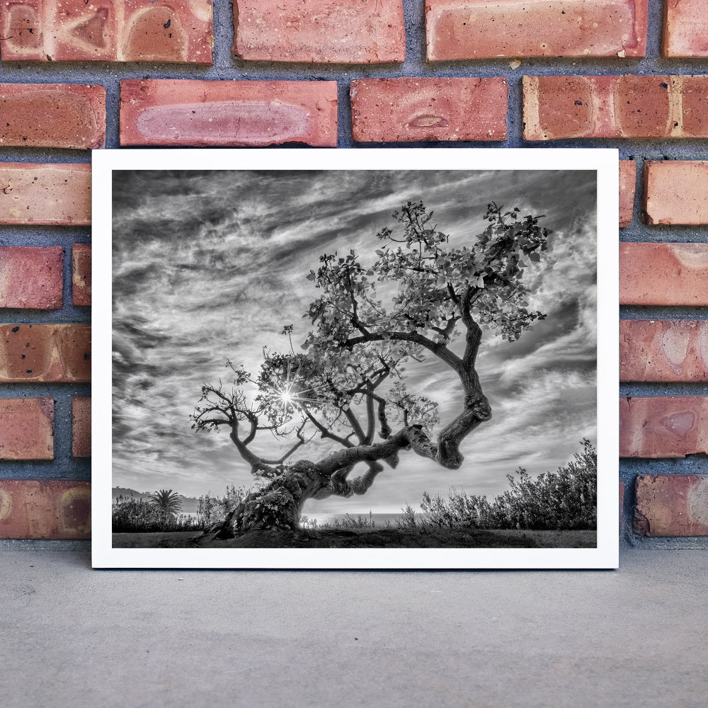 Fine Art Prints - "Coral Tree" | Nature Landscape Photography