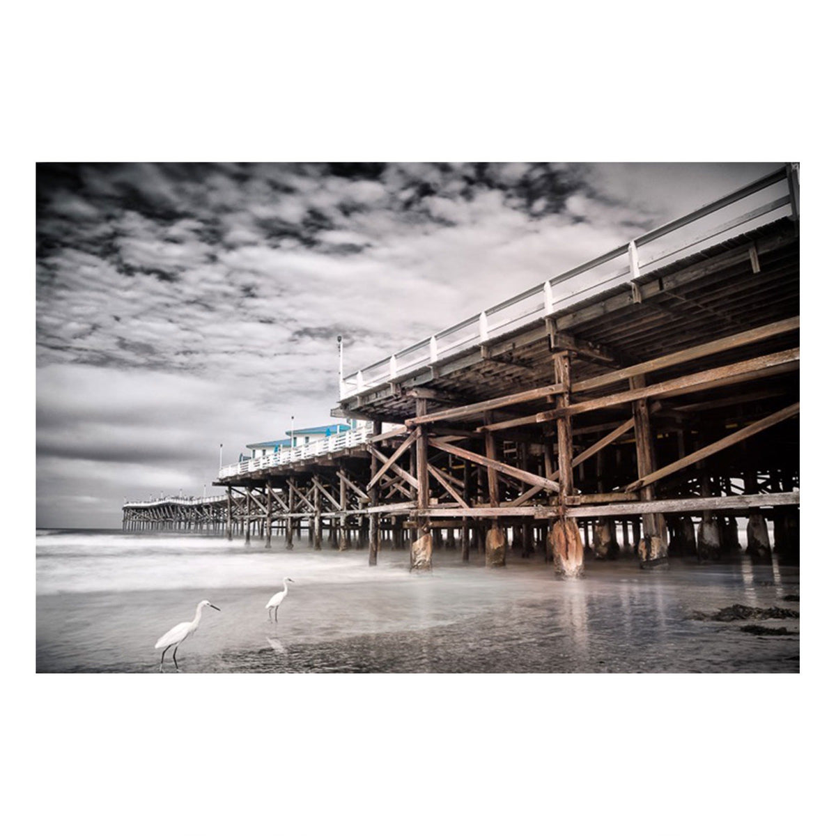 Fine Art Prints - Crystal Pier Snowy Egrets