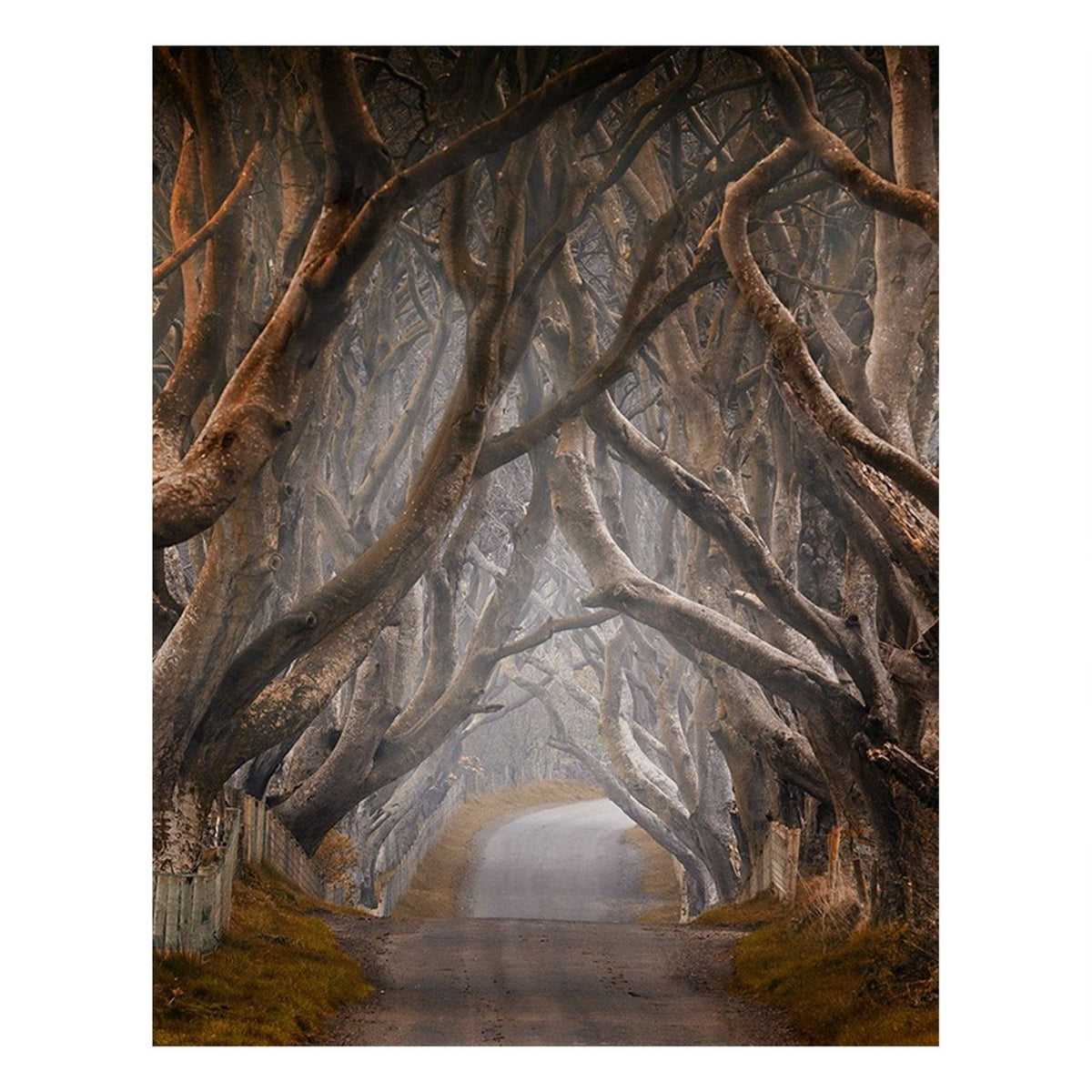 Fine Art Prints - "Enchanted II" | Nature Landscape Photography