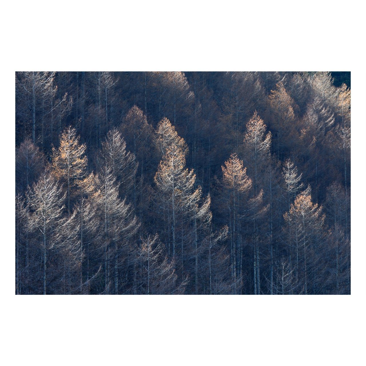 Fine Art Prints - "Forest Patterns" | Nature Landscape Photography