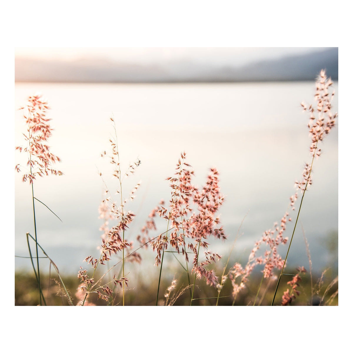 Fine Art Prints - "Gentle Friends" | Nature Landscape Photography