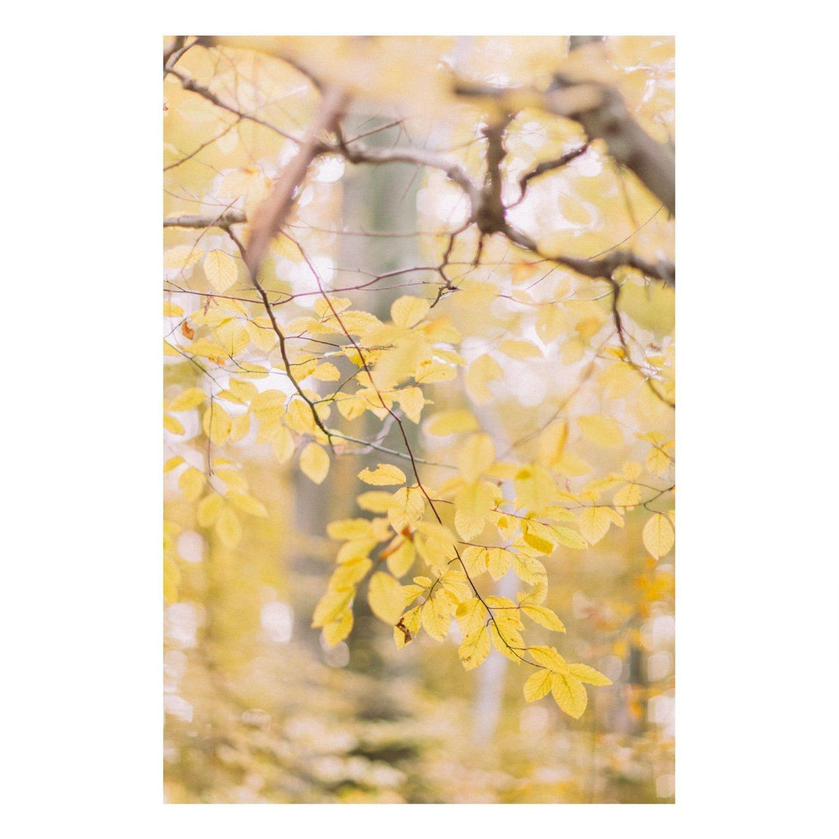 Fine Art Prints - "Golden Grace" | MK Holiday Sale 2020